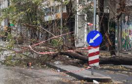 Γιατί έπεσαν δεκάδες δέντρα στη Θεσσαλονίκη – Τα είδη που δεν πρέπει να φυτεύονται σε πόλεις