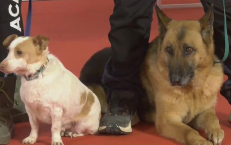 “Discover Dogs”: Η μεγαλύτερη γιορτή αφιερωμένη στον σκύλο και σήμερα στη Θεσσαλονίκη