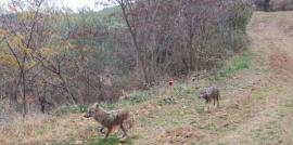 Θεσσαλονίκη: Σύσκεψη για τις συχνές επισκέψεις λύκων