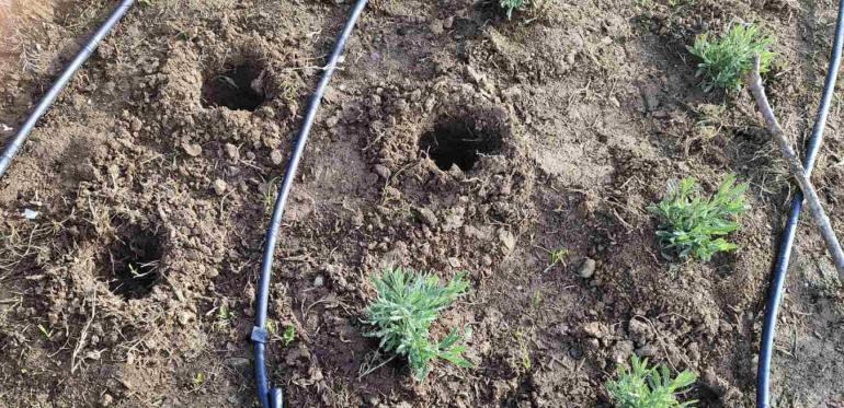 Θεσσαλονίκη: Έκλεψαν αρωματικά φυτά από την Νέα Παραλία που φυτεύτηκαν τέσσερις μέρες πριν