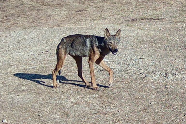 Χαλκιδική: Ανάστατοι οι κάτοικοι από επιθέσεις λύκων σε σκυλιά