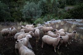 Κέλλας: 33 εκατ. ευρώ καταβλήθηκαν σε αγρότες που δεν τα δικαιούνταν, έλεγχος για τέσσερις εγκληματικές οργανώσεις - Το χρονοδιάγραμμα των πληρωμών