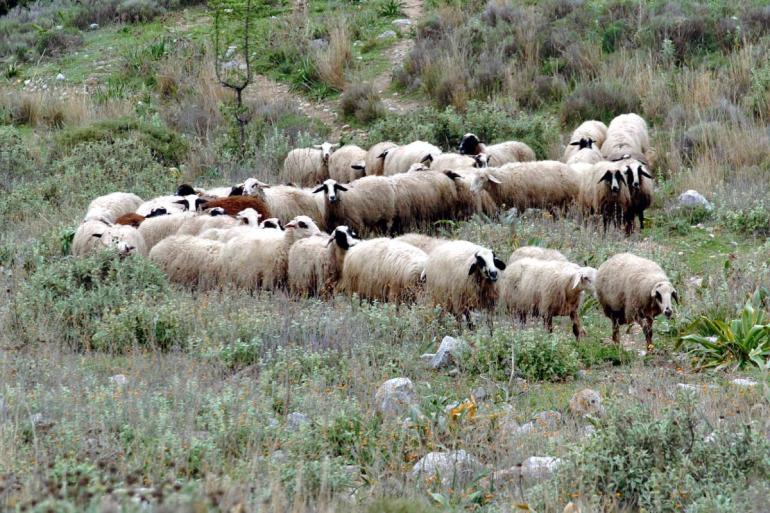 ΟΠΕΚΕΠΕ: Τι λέει η Ευρωπαϊκή Εισαγγελία για τις 37 συλλήψεις από το “ελληνικό FBI” σε Θεσσαλονίκη και άλλες περιοχές