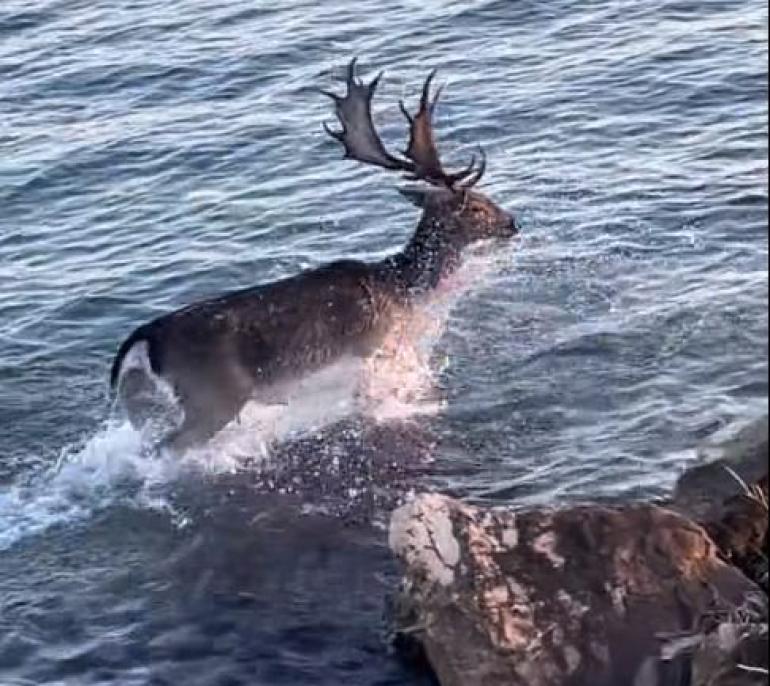 Ελάφι πήγε για… κολύμπι στη Λέσβο (VIDEO)