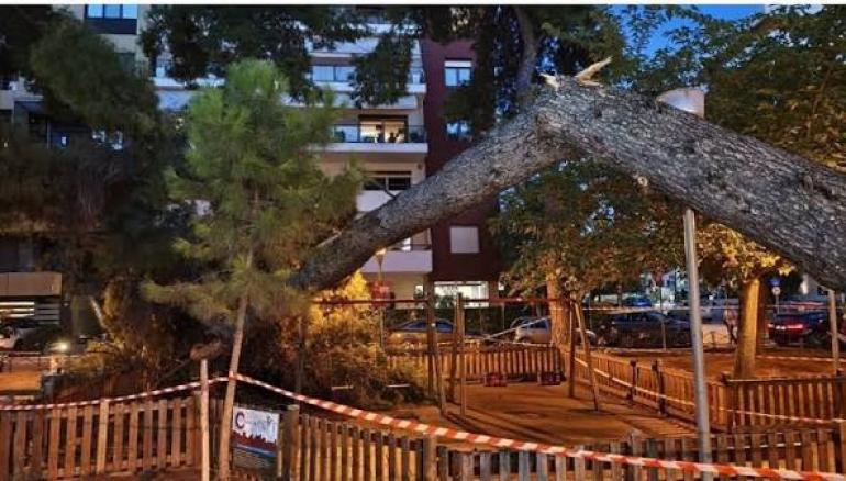 Θεσσαλονίκη: Εισαγγελική έρευνα για την πτώση δέντρου σε παιδική χαρά στην Καλαμαριά
