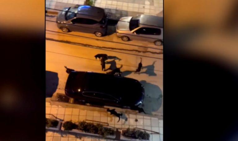 Πυλαία Θεσσαλονίκης: Διαμαρτυρία κατοίκων για την αγέλη αδέσποτων σκύλων που επιτίθεται σε περαστικούς