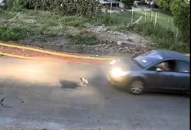 Γαστούνη: Οδηγός πάτησε επίτηδες σκύλο - Αποτρόπαια εικόνα (VIDEO)