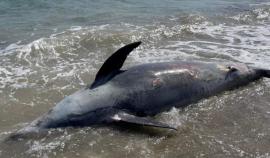 Χαλκιδική: Εντοπίστηκε νεκρό δελφίνι σε παραλία της Καλλικράτειας