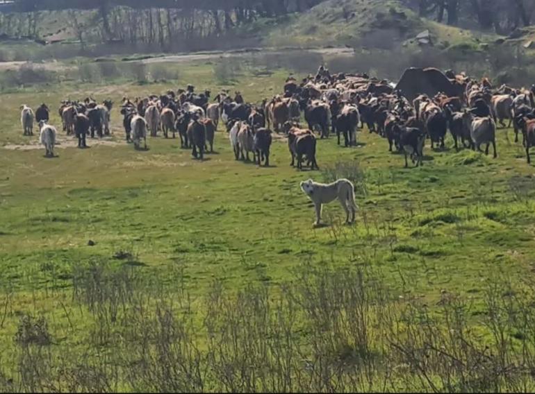 Θεσσαλονίκη: Συνελήφθη κτηνοτρόφος στον Λαγκαδά για παραβίαση μέτρων λόγω ευλογιάς αιγοπροβάτων