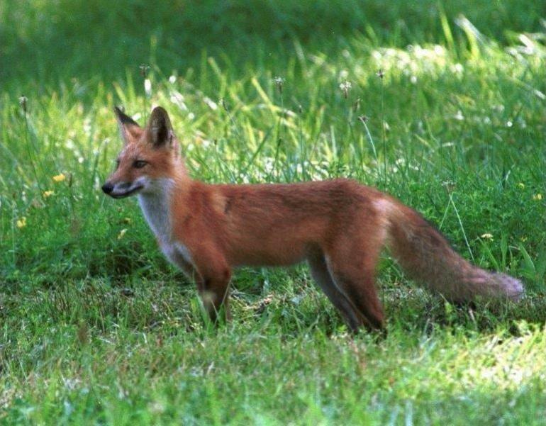 Θεσσαλονίκη: Ελεύθερος ο 51χρονος που πυροβόλησε και σκότωσε αλεπού