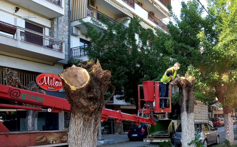 «14 στο εδώλιο για τα δέντρα»: Εκδήλωση συμπαράστασης στο δημαρχείο Θεσσαλονίκης