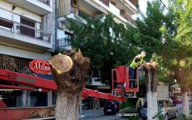 «14 στο εδώλιο για τα δέντρα»: Εκδήλωση συμπαράστασης στο δημαρχείο Θεσσαλονίκης