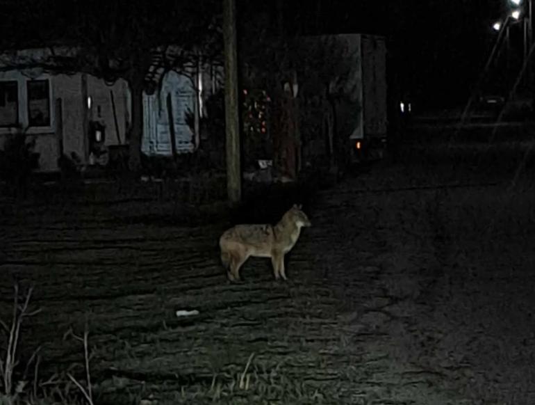 Θεσσαλονίκη: Συναγερμός για τη σύλληψη του λύκου που τραυμάτισε την 4χρονη στην Πολίχνη