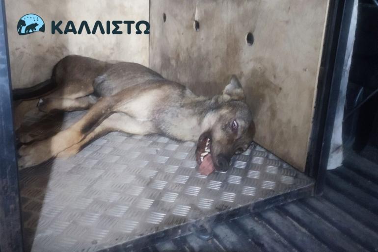 Θεσσαλονίκη: Εντοπίστηκε και παραδόθηκε στον Αρκτούρο η λύκαινα που τραυμάτισε την 4χρονη στην Πολίχνη