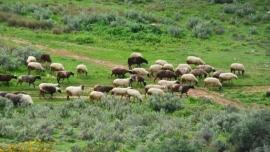 Συνελήφθη 58χρονος κτηνοτρόφος στο Κιλκίς – Παραβίασε τα μέτρα για την ευλογιά αιγοπροβάτων