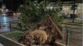 Δυνατό μπουρίνι στη Βέροια «ξήλωσε» δέντρα και κολώνες ρεύματος (vid)