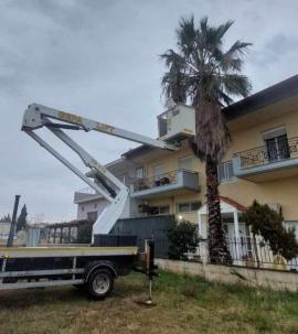 BINTEO-Ν. Μουδανιά: Φοβισμένο γατάκι έμεινε στην κορυφή φοίνικα – Δείτε πως το έσωσαν