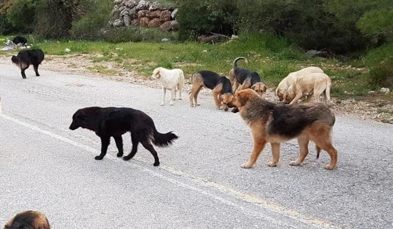 Θεσσαλονίκη: Σοκ στο Φίλυρο – Επίθεση από 10 τσομπανόσκυλα δέχτηκε 44χρονη γυναίκα