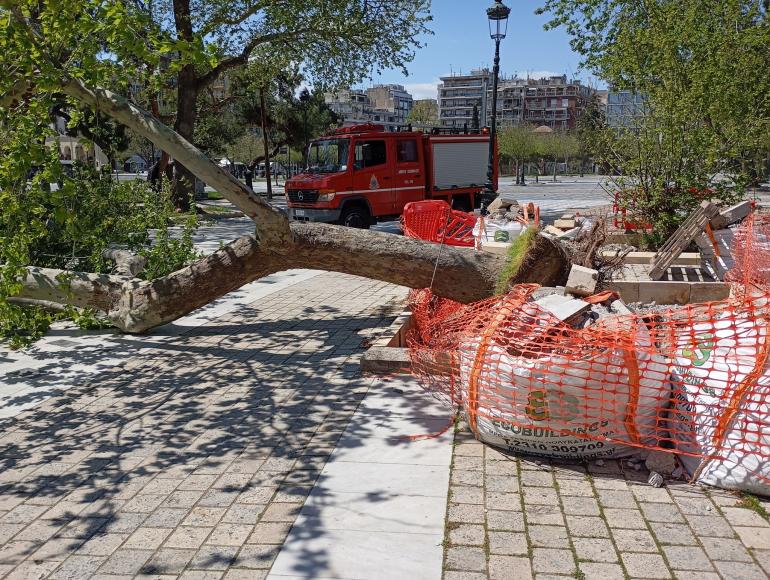 Πυρά Ζέρβα για τις νέες πτώσεις δέντρων στον δήμο Θεσσαλονίκης
