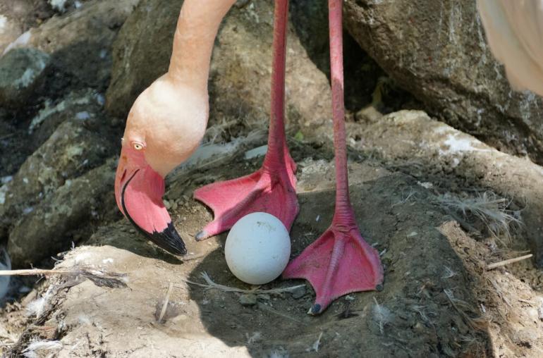 Φλαμίνγκο που ήταν “άτυχο στην αγάπη” έκανε το πρώτο του αυγό στην ηλικία των 70