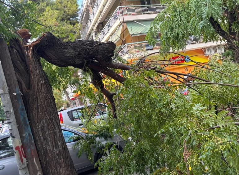 Θεσσαλονίκη: Πτώση δέντρου στην περιοχή της Μπότσαρη
