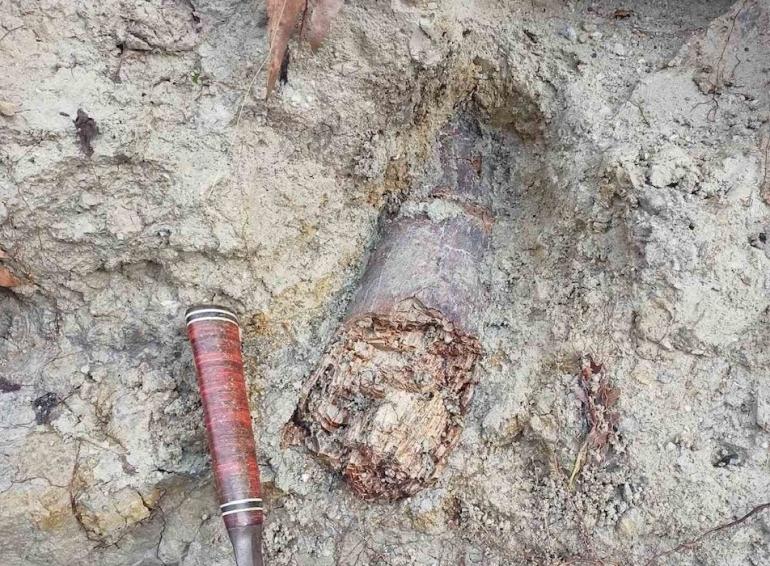 Θεσσαλονίκη: Απολιθωμένος χαυλιόδοντας από Μαμούθ του Νότου εντοπίστηκε σε περιοχή του Λαγκαδά