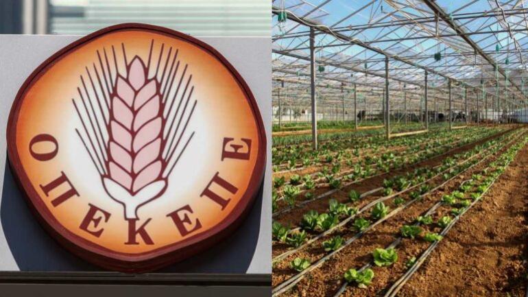 Αγώνας δρόμου για να πληρωθούν οι αγρότες από τον ΟΠΕΚΕΠΕ – Προβλήματα και χρονοδιάγραμμα – Τι γίνεται με τα αγροτεμάχια χωρίς ΑΤΑΚ