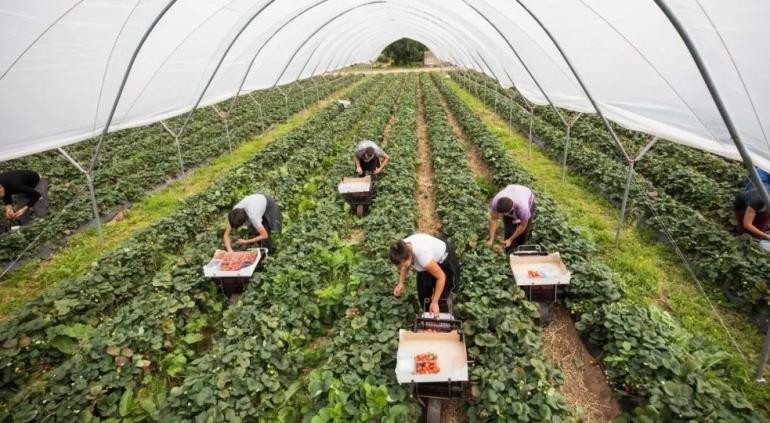 Υπουργείο Μετανάστευσης: Πάνω από 64.000 εγκρίσεις για νόμιμη εργασία στο οκτάμηνο - Βουτιά 47% στις εκκρεμότητες