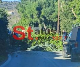 Θεσσαλονίκη: Κλειστός δρόμος λόγω πτώσης δέντρου