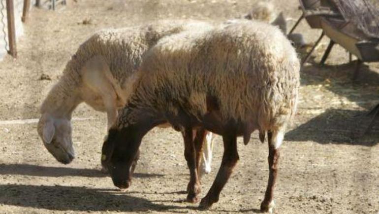 Σε καραντίνα η Κύπρος λόγω αφθώδους πυρετού - Πάνω από 5.000 ζώα μολύνθηκαν
