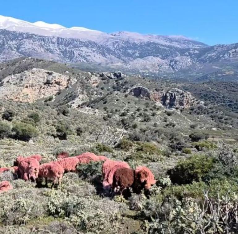 Κρήτη: Κτηνοτρόφος έβαψε κόκκινα τα πρόβατά του για να μην του τα κλέβουν
