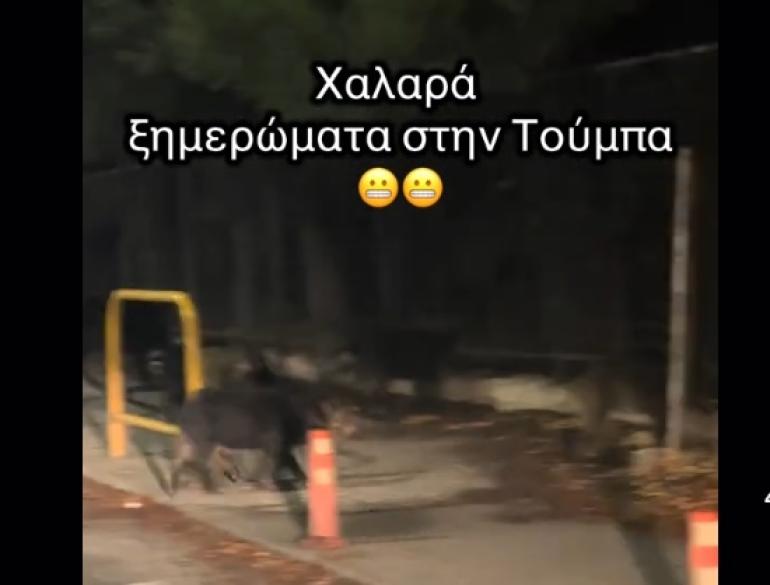 Θεσσαλονίκη: Αγριογούρουνα στην Άνω Τούμπα (video)