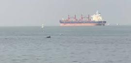 ΒΙΝΤΕΟ-Θεσσαλονίκη: Τα δελφίνια του Θερμαϊκού μαγνητίζουν τους πολίτες