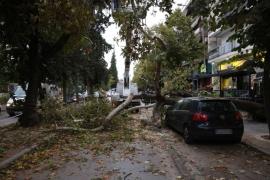 Θεσσαλονίκη: Μικροπροβλήματα από την κακοκαιρία - Πτώσεις δέντρων