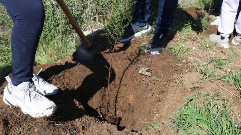 Δενδροφύτευση από μαθητές αρμενικού σχολείου στο Σέιχ Σου