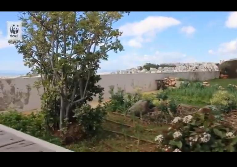 Ο ιδιοκτήτης της ταράτσας με τη στάνη διαφήμιζε τον κήπο του στην WWF