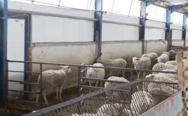 Άρση της καραντίνας ζητούν οι κτηνοτρόφοι στην Π.Ε. Κοζάνης