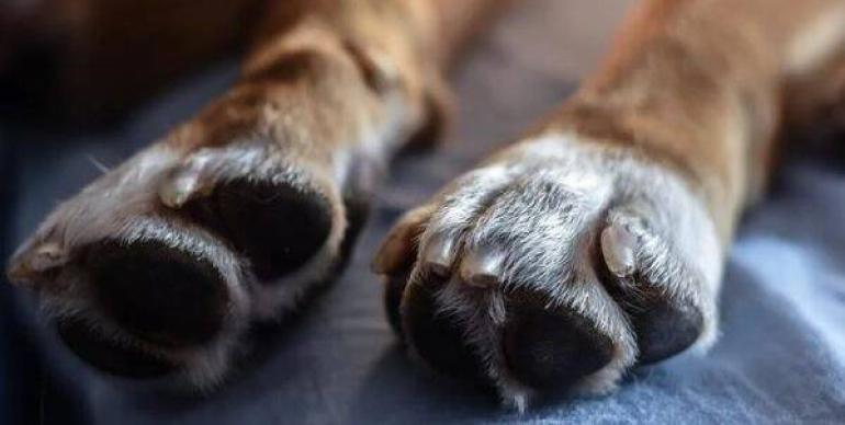 Θεσσαλονίκη: 55χρονος είχε 68 σκύλους σε άθλιες συνθήκες σε αυτοσχέδιο καταφύγιο ζώων