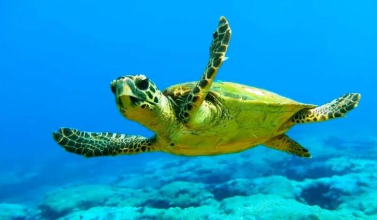 Τρεις άνθρωποι πέθαναν και τουλάχιστον 32 νοσηλεύτηκαν αφού έφαγαν θαλάσσια χελώνα