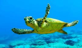 Τρεις άνθρωποι πέθαναν και τουλάχιστον 32 νοσηλεύτηκαν αφού έφαγαν θαλάσσια χελώνα