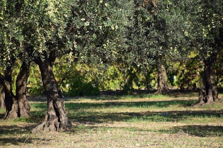 Αγανακτισμένοι οι παραγωγοί ελιάς με τις χαμηλές τιμές, στο Παγγαίο σταμάτησαν τη συγκομιδή – Τι ζητούν