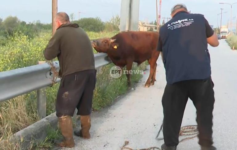 Θεσσαλονίκη: Ταύρος έτρεχε στην Εθνική Οδό στο ύψος της Σίδνου