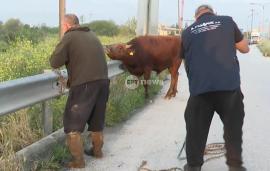 Θεσσαλονίκη: Ταύρος έτρεχε στην Εθνική Οδό στο ύψος της Σίδνου