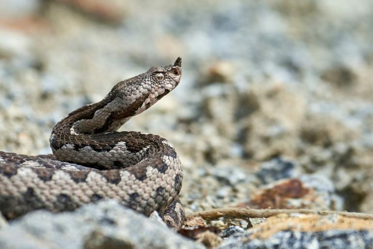 Εκτός κινδύνου ο 13χρονος από τη Σύρο που υπέστη δάγκωμα από φίδι
