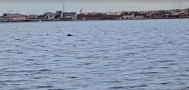 Θεσσαλονίκη: Δελφίνια έκαναν την εμφάνισή τους στον Θερμαϊκό Κόλπο