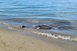 Χαλκιδική: Εντοπίστηκε νεκρό δελφίνι σε παραλία της Καλλικράτειας