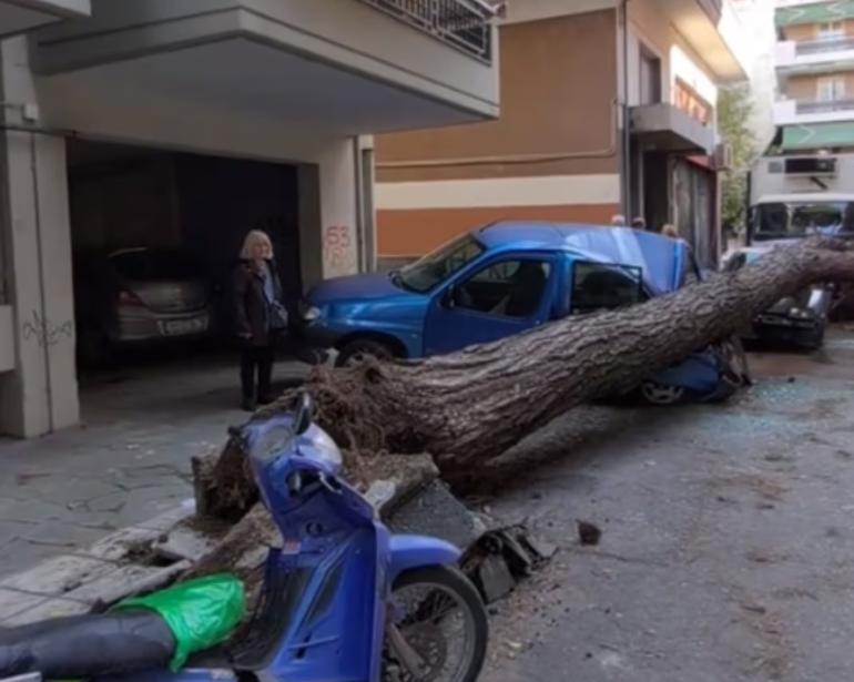 Θεσσαλονίκη: Τεράστιο δέντρο έπεσε και... έλιωσε δύο αυτοκίνητα στη Χαριλάου