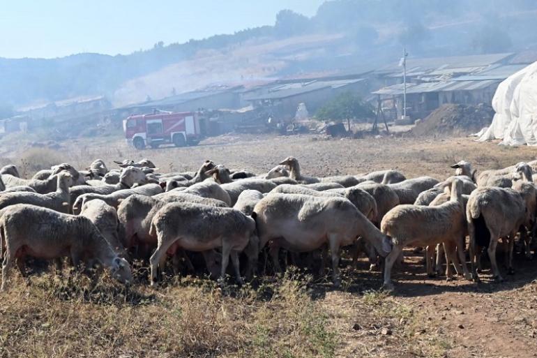 Κοζάνη: Σήμερα η θανάτωση 200 προβάτων λόγω ευλογιάς