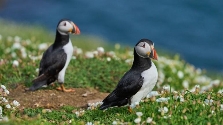 Ουαλία: Ζητούνται εθελοντές να ζήσουν σε απομονωμένο νησί για 3 μήνες... μετρώντας θαλάσσιους παπαγάλους