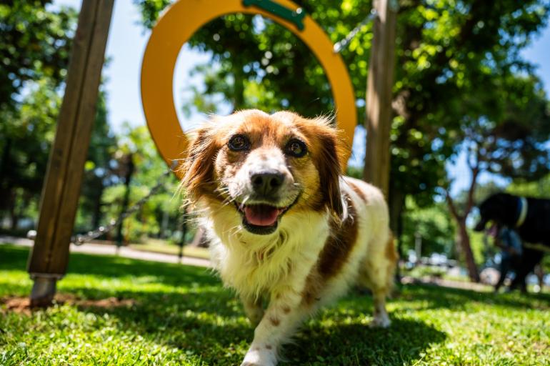 Θεσσαλονίκη: Συνελήφθη για παράνομη πώληση σκύλου - Πήρε 50, του ζητάνε 4.000